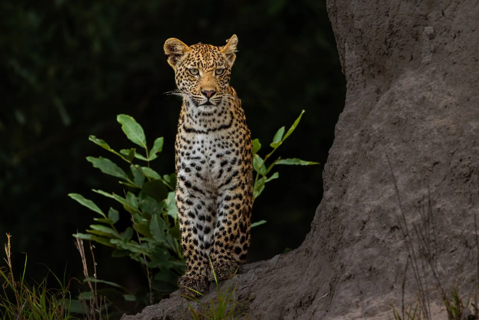 Leopardin am Termitenhügel, kurz vor Sonnenaufgang im Khwai-Gebiet