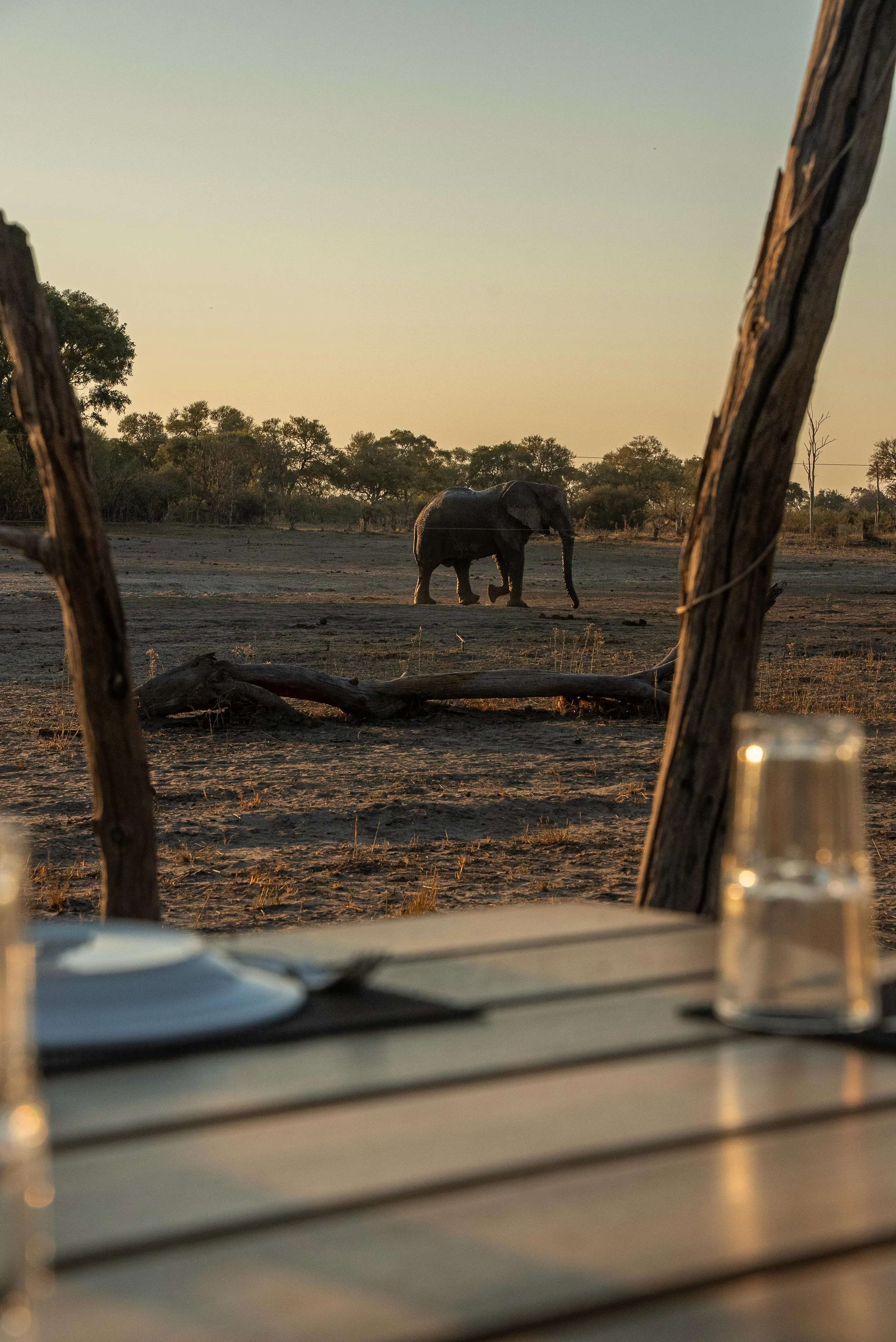 Abendessen im Camp mit Elefant im Hintergrund