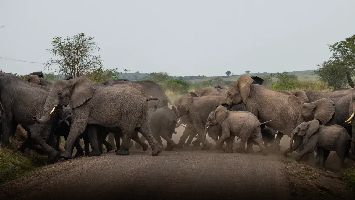 Murchison Falls: Wo der Nil durch 7 m Fels donnert