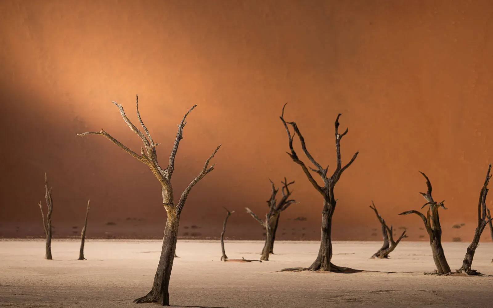 Deadvlei, die toten Bäume