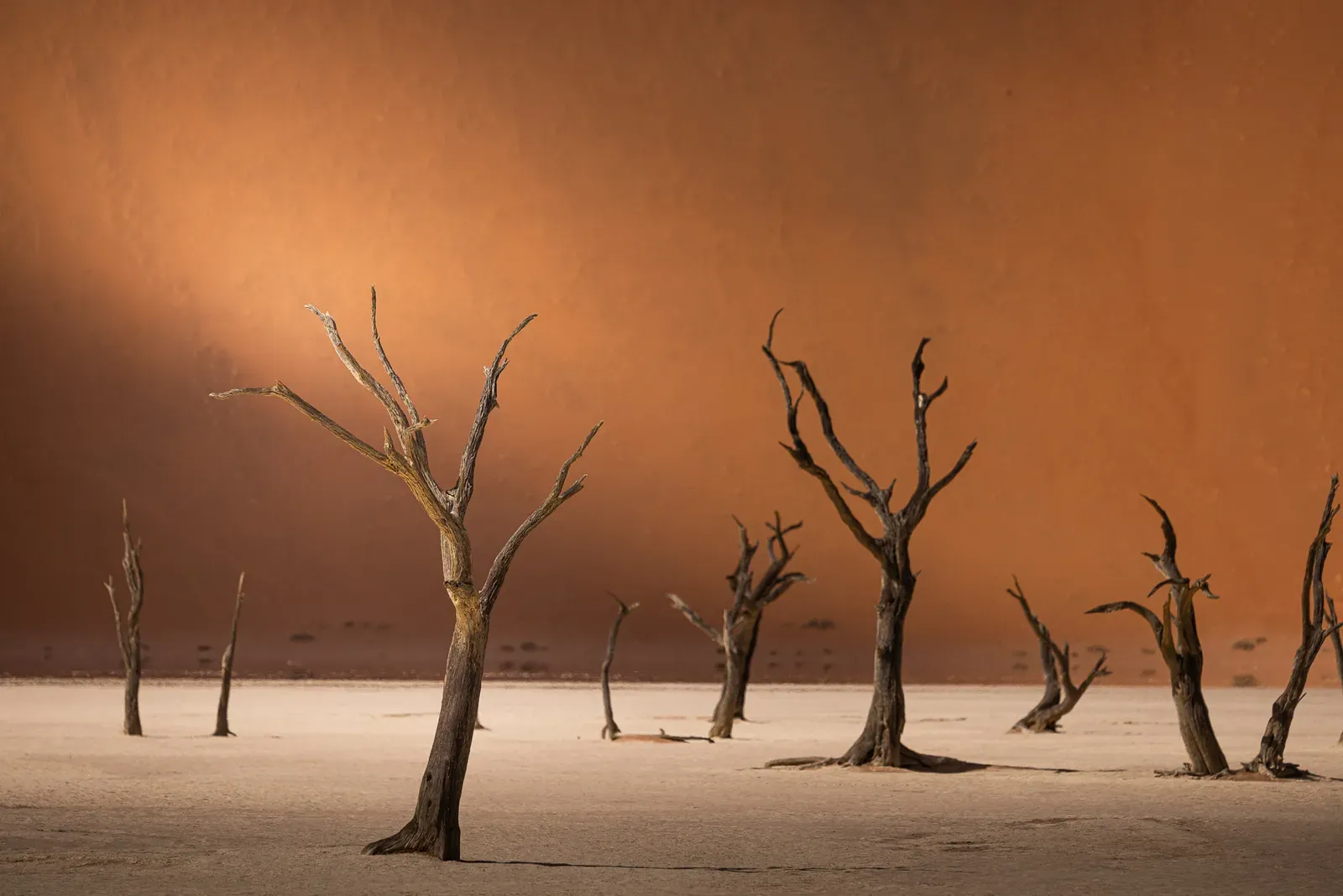 Deadvlei, die toten Bäume