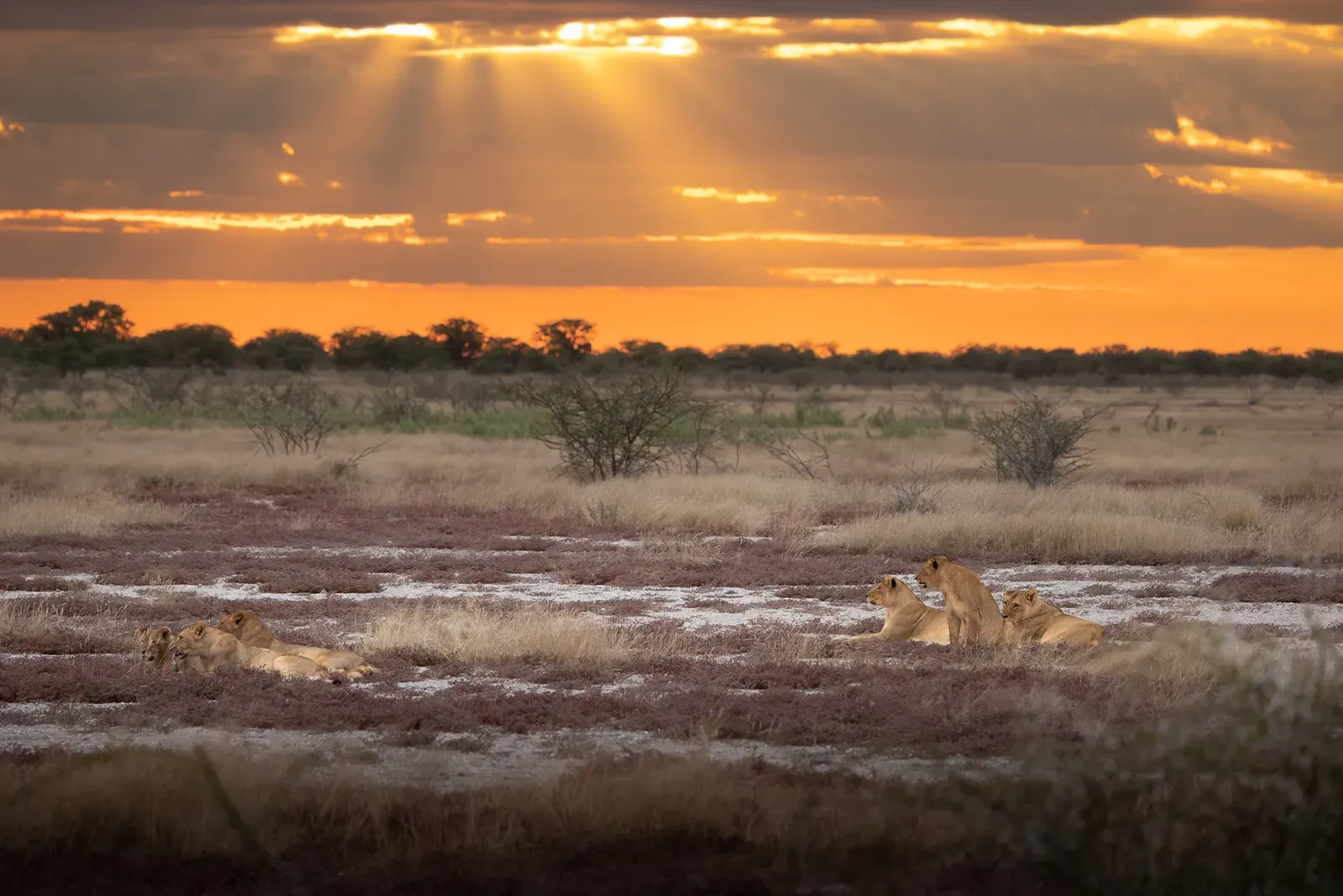 Löwenrudel im ersten Licht über der Etosha-Pfanne