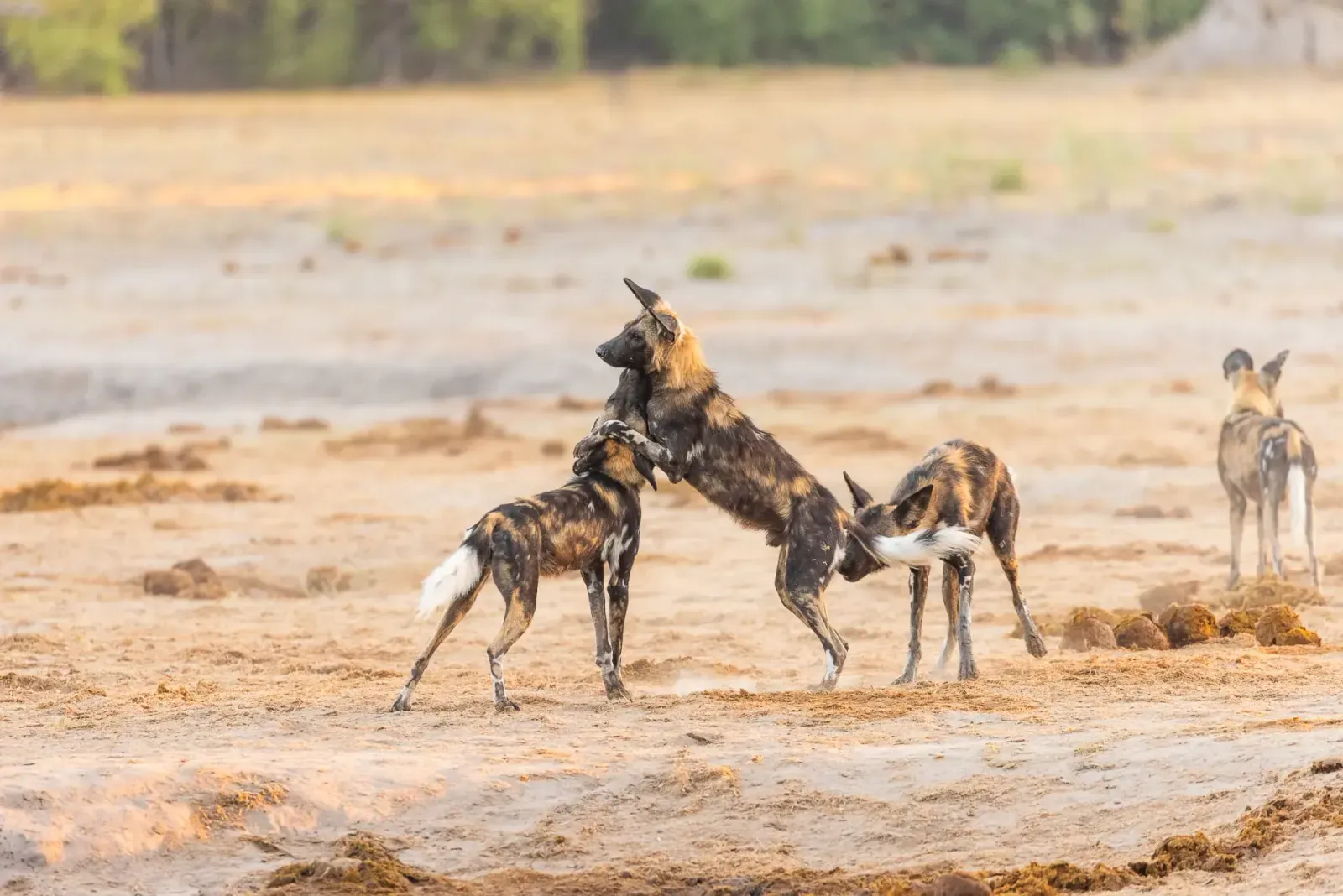 1. Okavango Delta vom Kwapa Camp