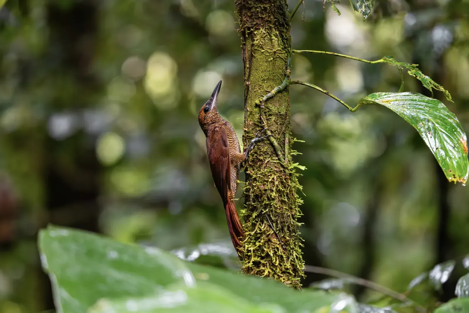 Vogel an einem moosbewachsenen Baumstamm im Tropenwald