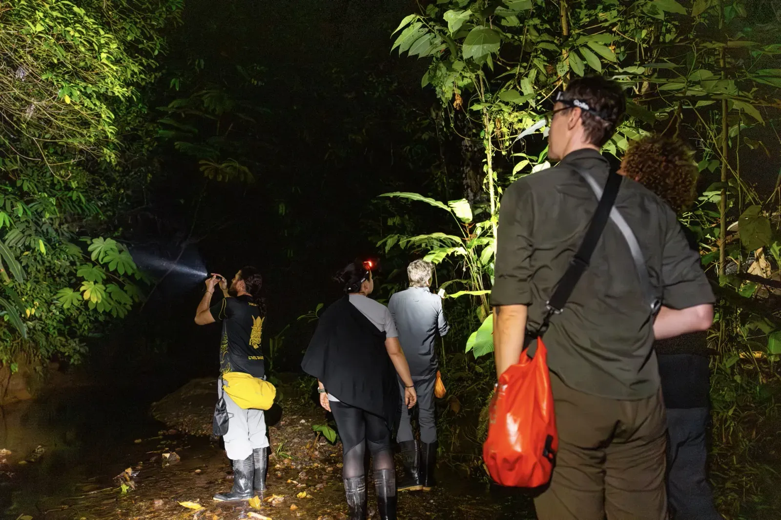 Geführte Nachtwanderung mit Taschenlampe im Regenwald