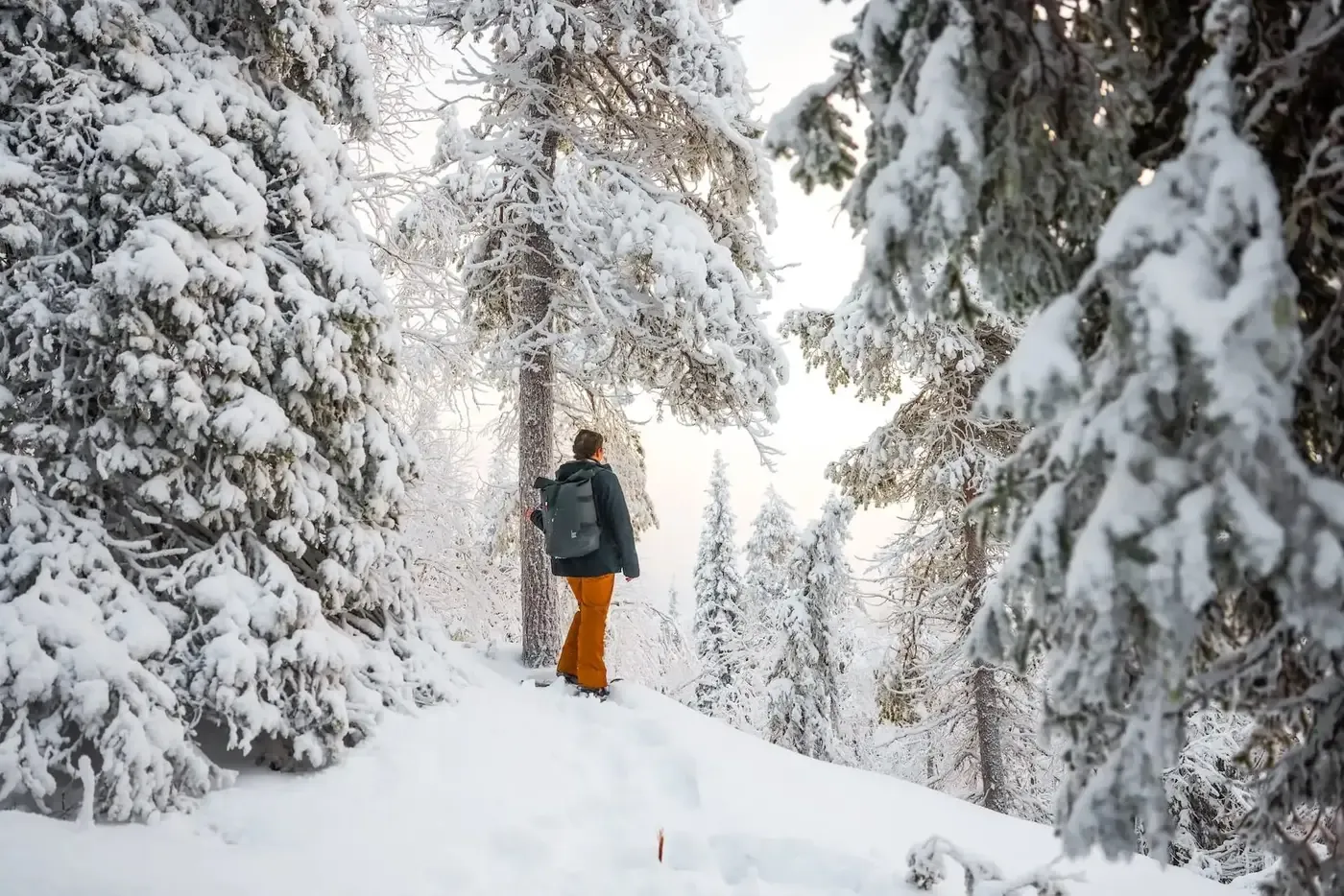 Verschneite Tannen in Ruka-Kuusamo