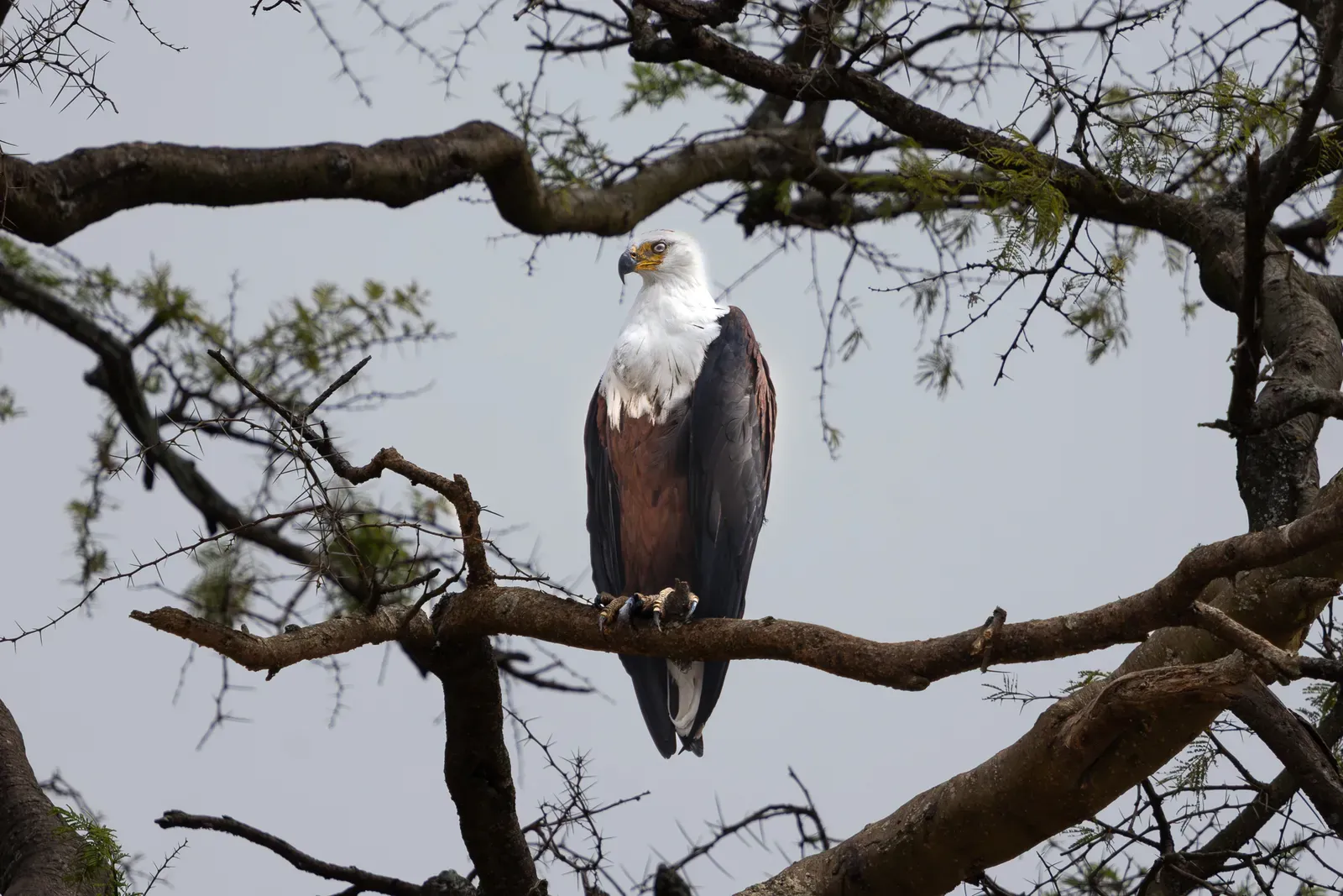 African Fish Eagle auf einem Ast im Queen Elizabeth Nationalpark.