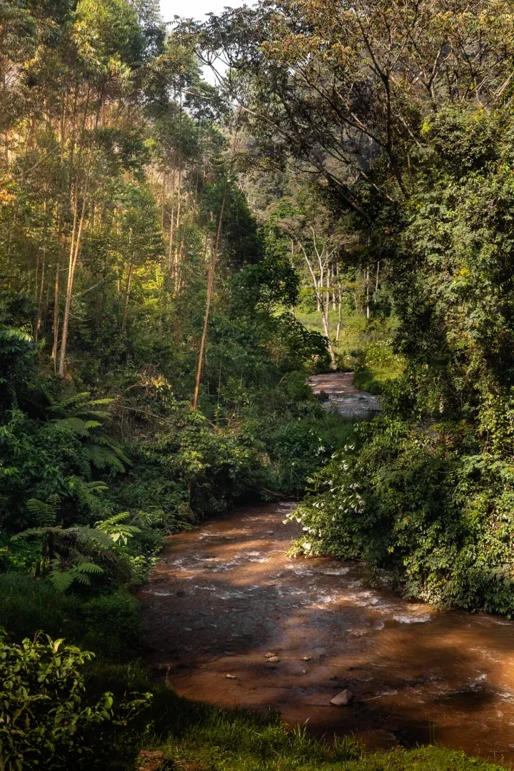 Berggorilla-Familie im Bwindi Impenetrable Forest