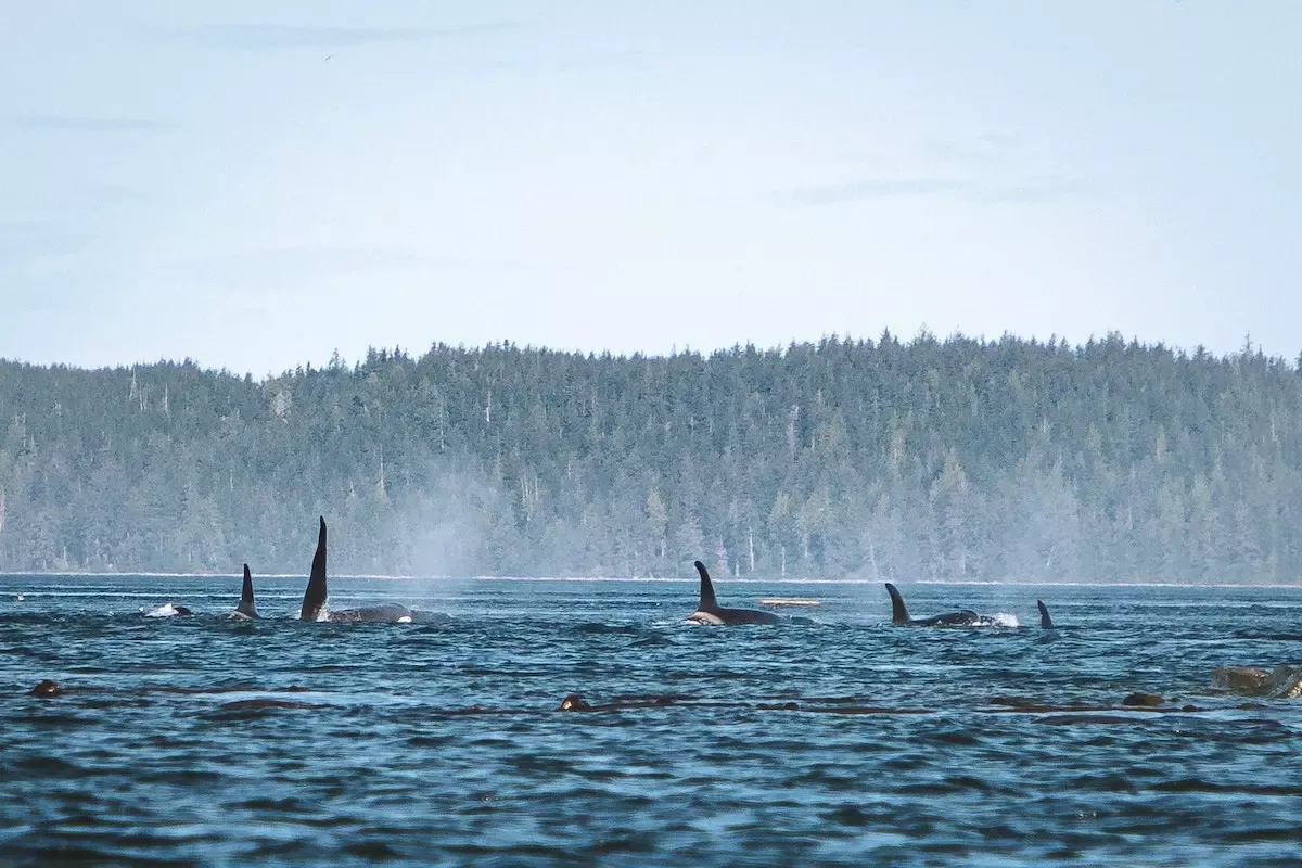 Kajaken mit Orcas und Bärensafari in British Columbia