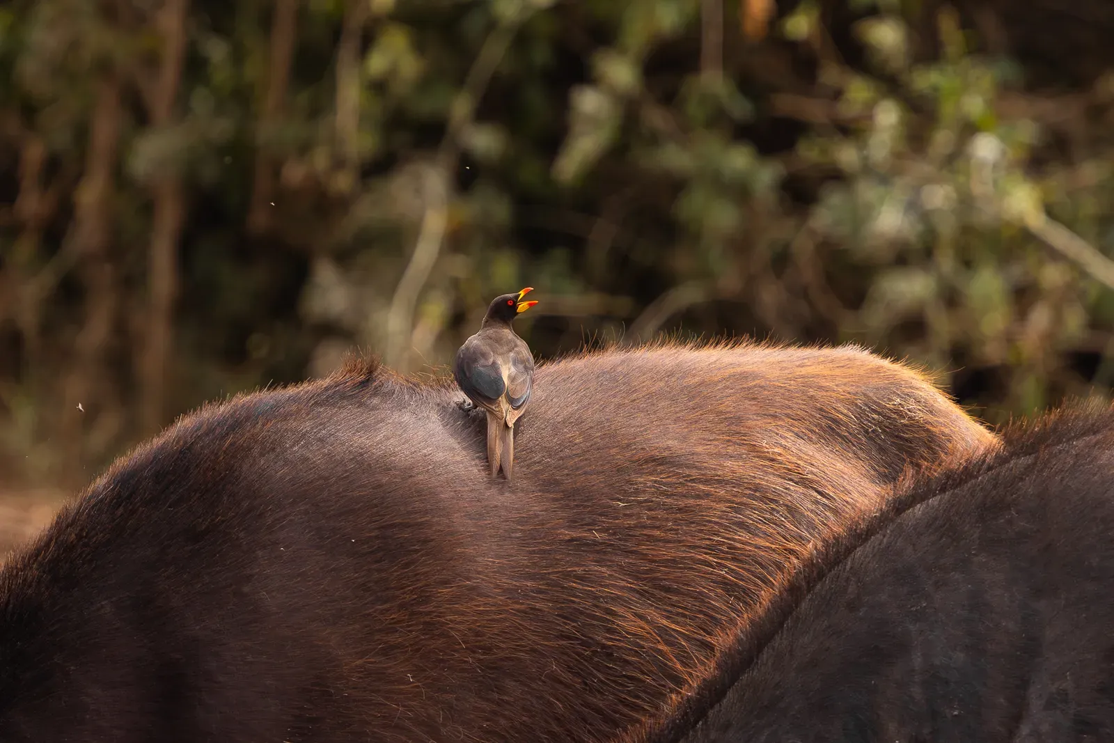 Oxpecker auf einem Büffel im Queen Elizabeth Nationalpark.