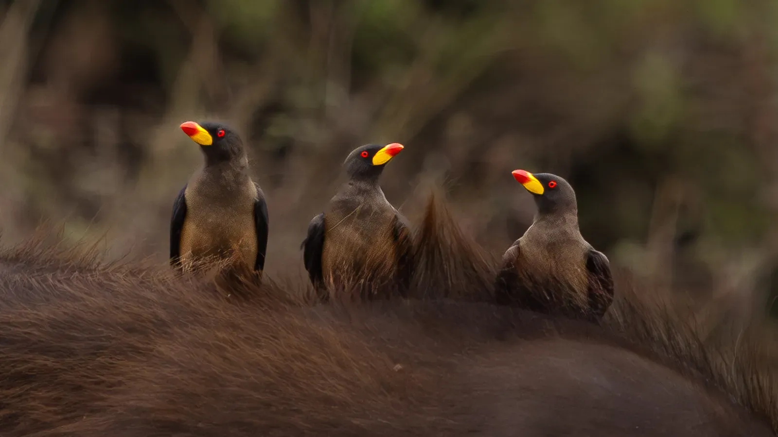 Oxpecker auf einem Büffel im Queen Elizabeth Nationalpark.