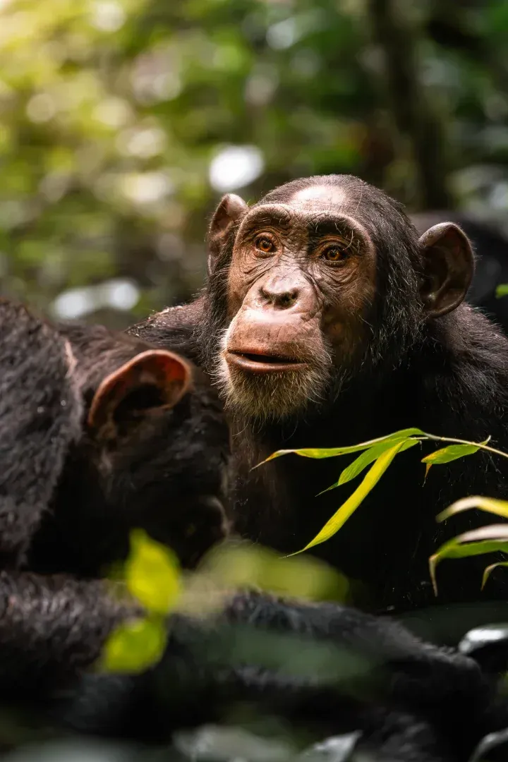 Kibale Forest, Schimpansen-Trekking