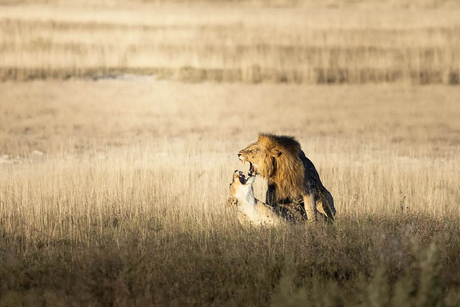 Löwenpaar im goldenen Gras der Etosha-Savanne