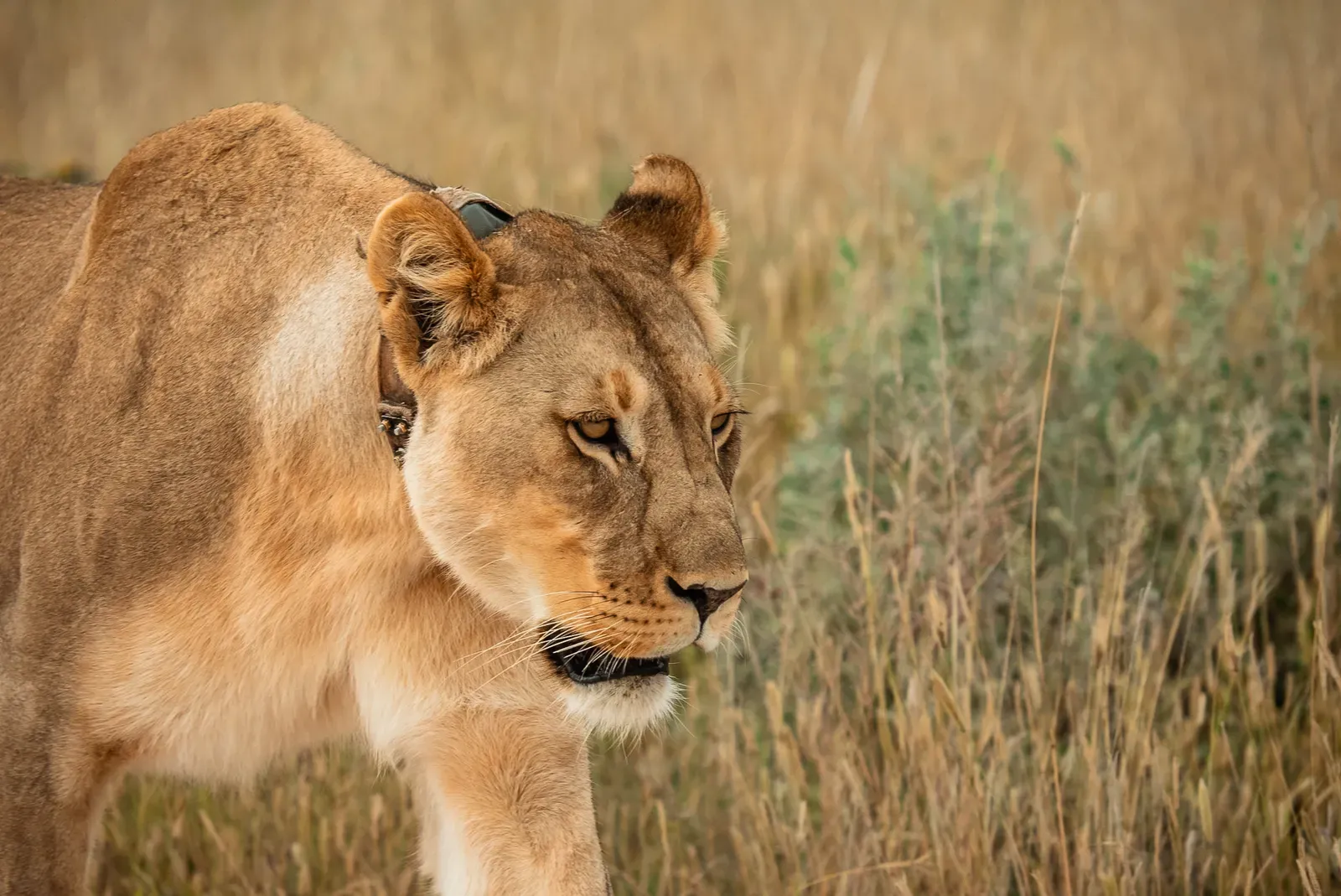 Nahaufnahme einer Löwin mit Forschungs-Halsband in Etosha