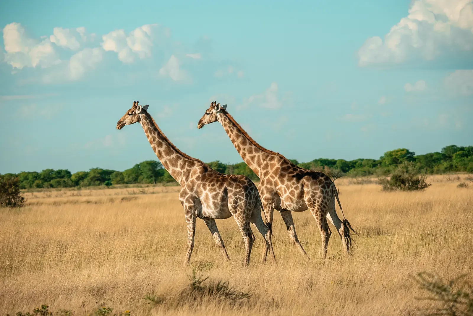 Zwei Giraffen in der weiten Savanne von Etosha mit blauem Himmel