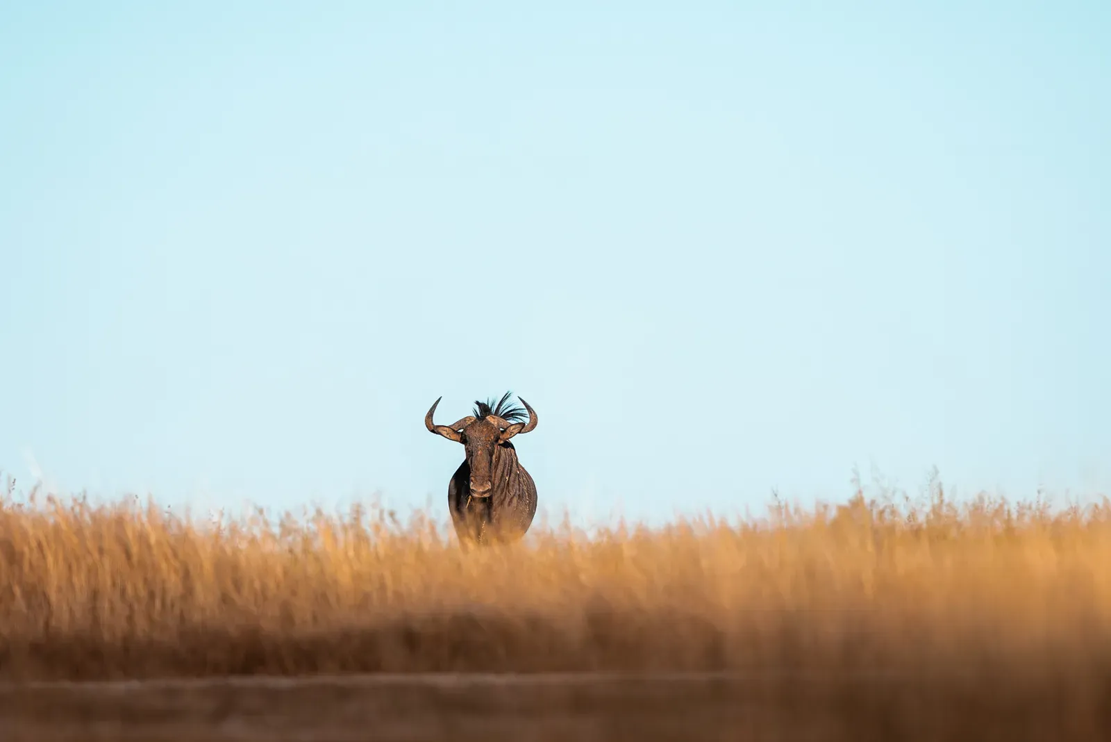 Einzelnes Gnu schaut über hohes goldenes Grasland in Etosha