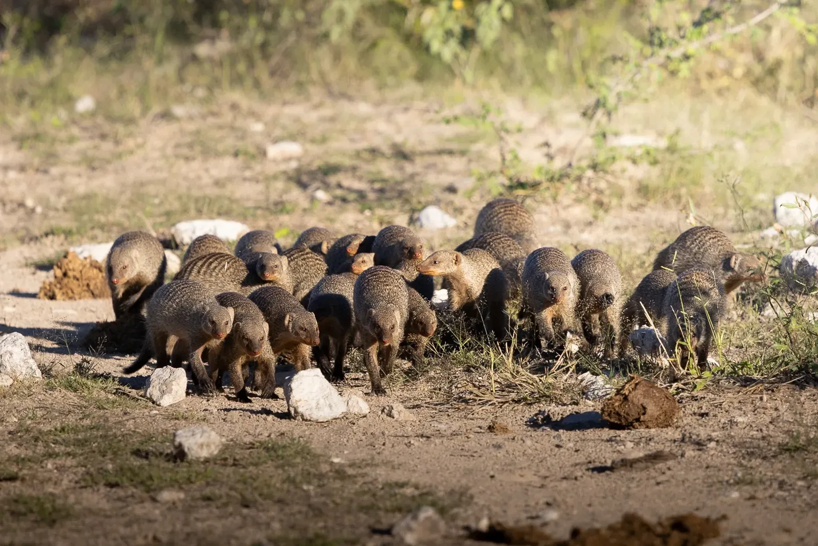 Gruppe von Zebramangusten auf staubiger Piste in Etosha