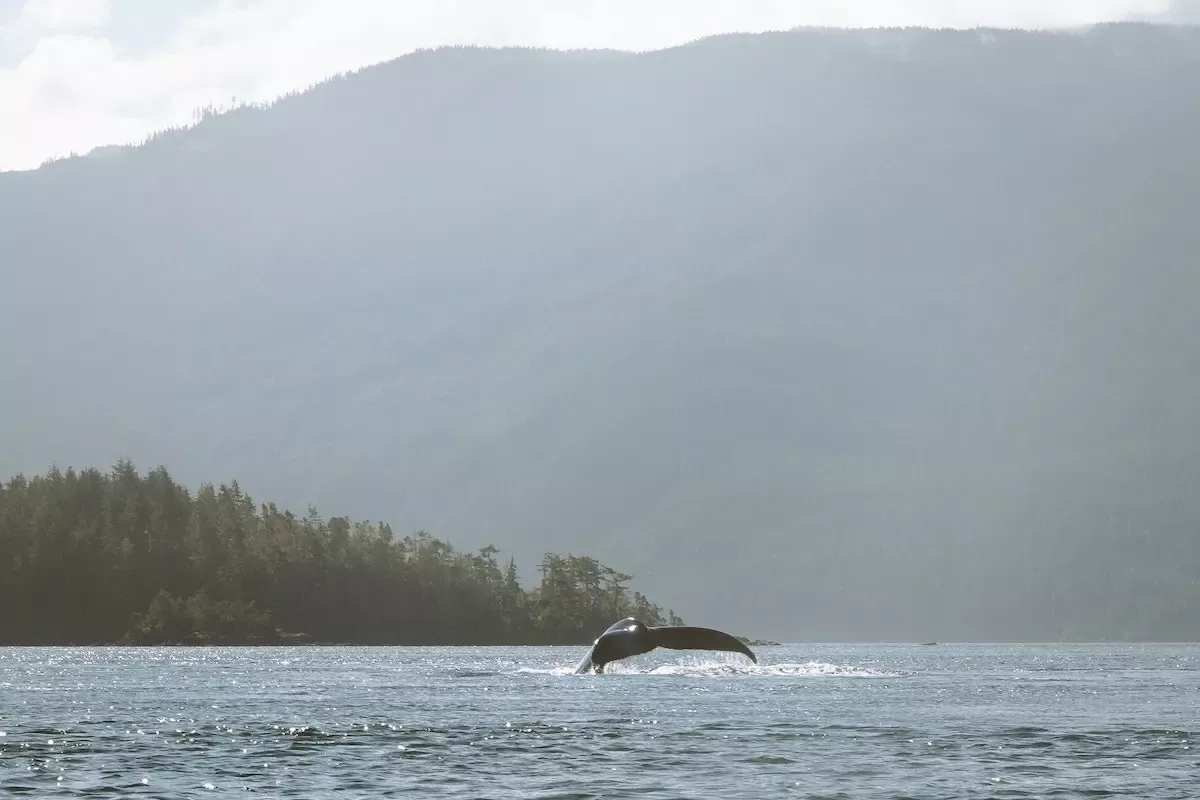 Kajaken mit Orcas und Bärensafari in British Columbia