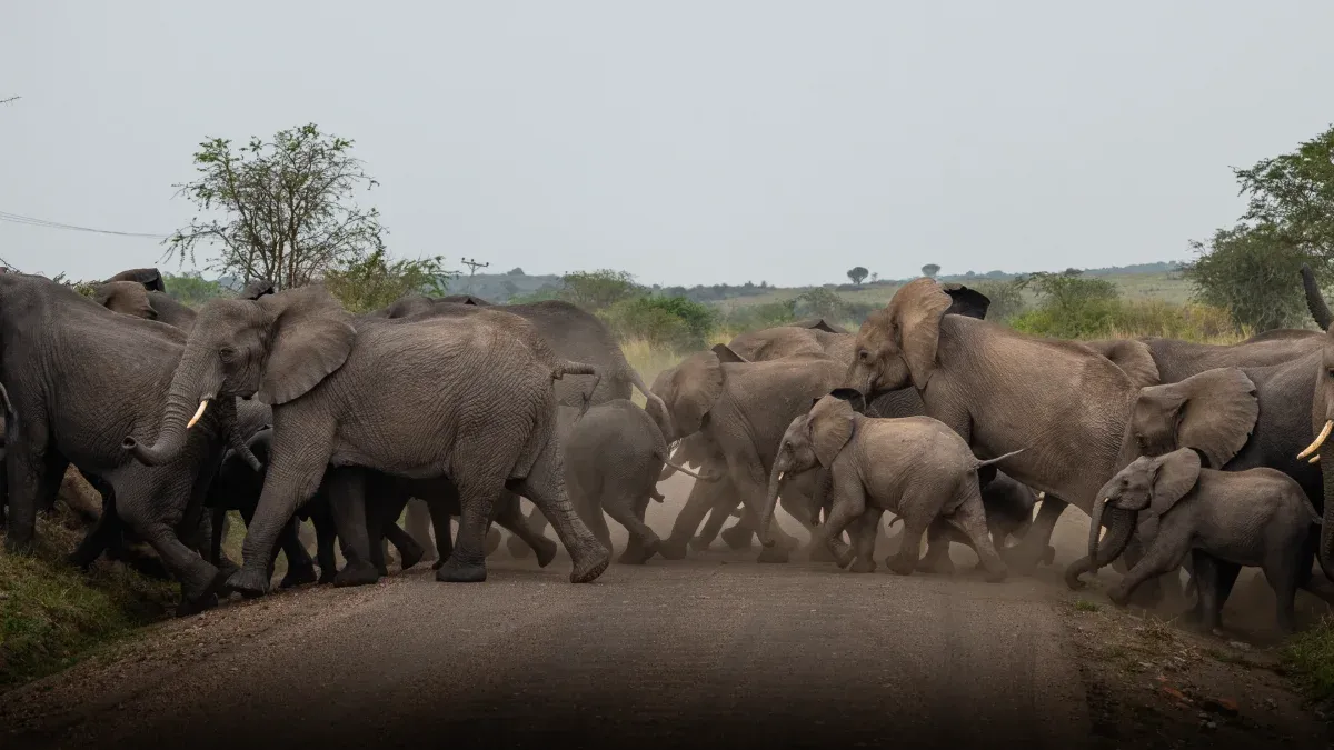 Uganda: Gorillas, Schimpansen & Safari