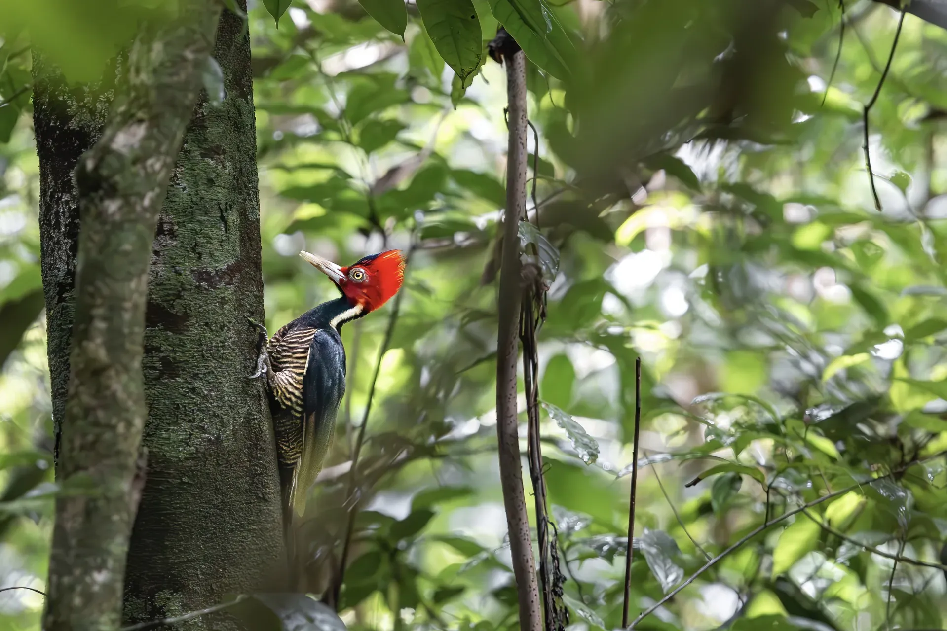 Wildes Grünes Costa Rica