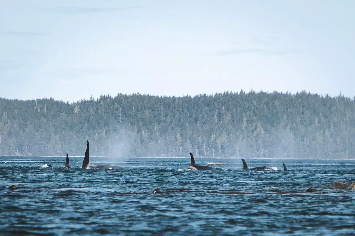 Seekajaks auf dem Johnstone Strait vor Vancouver Island
