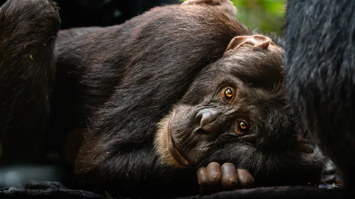 Kibale Forest, wo Du Schimpansen wirklich nahekommst