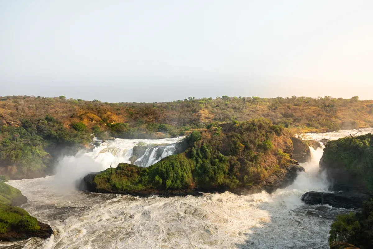 Uganda oder Ruanda: Wo Gorilla-Trekking lohnt