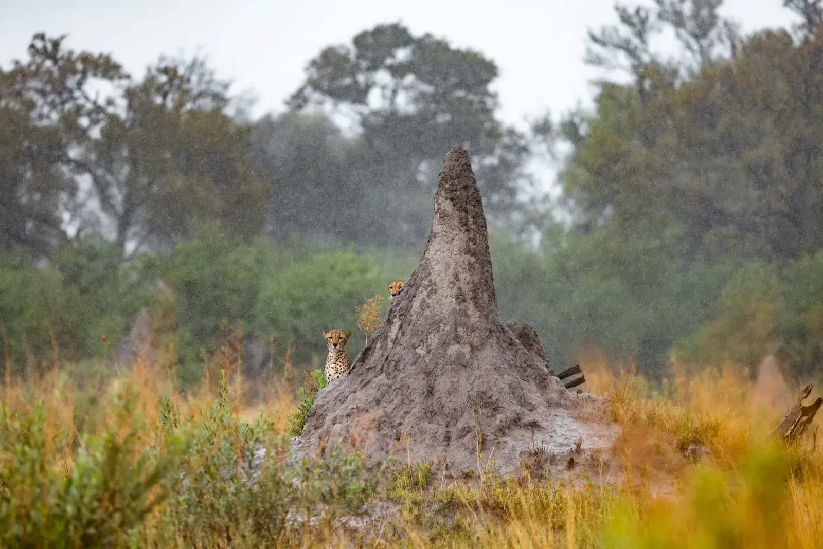 6. Mokoro, lautlos durchs Wasserlabyrinth