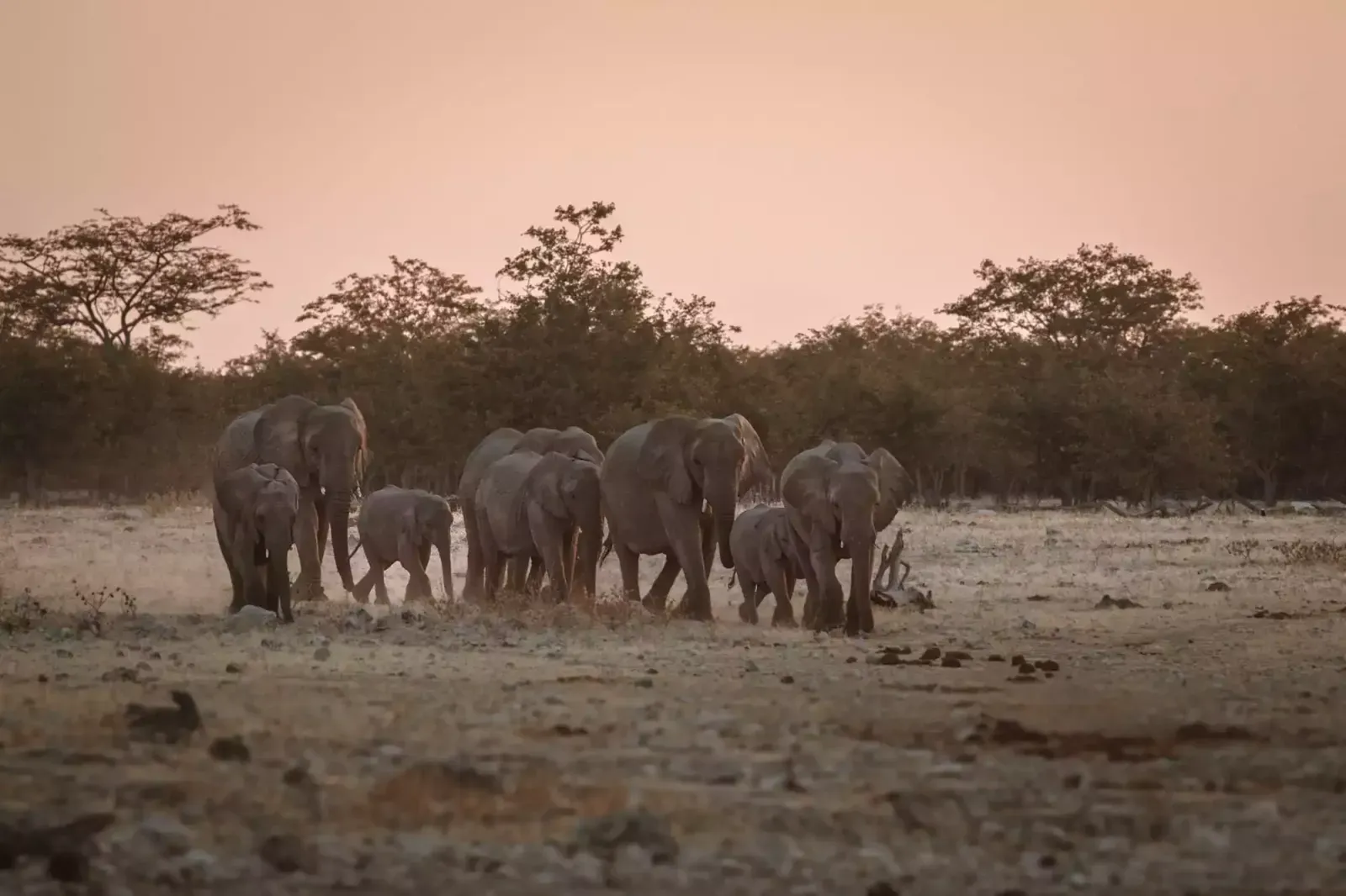 Etosha-Nationalpark, die Salzpfanne und ihre Wasserlöcher