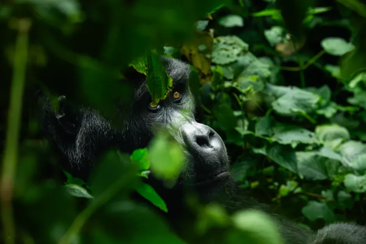 Berggorillas in Bwindi: Was du wissen musst
