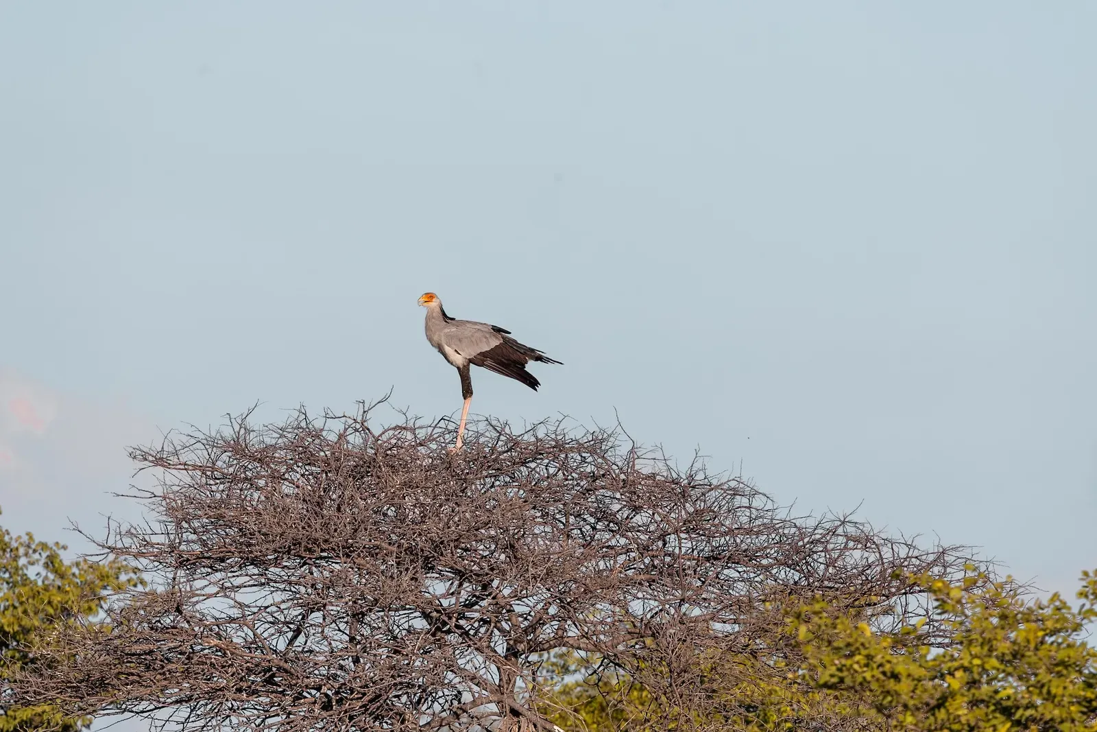2. Etosha-Nationalpark