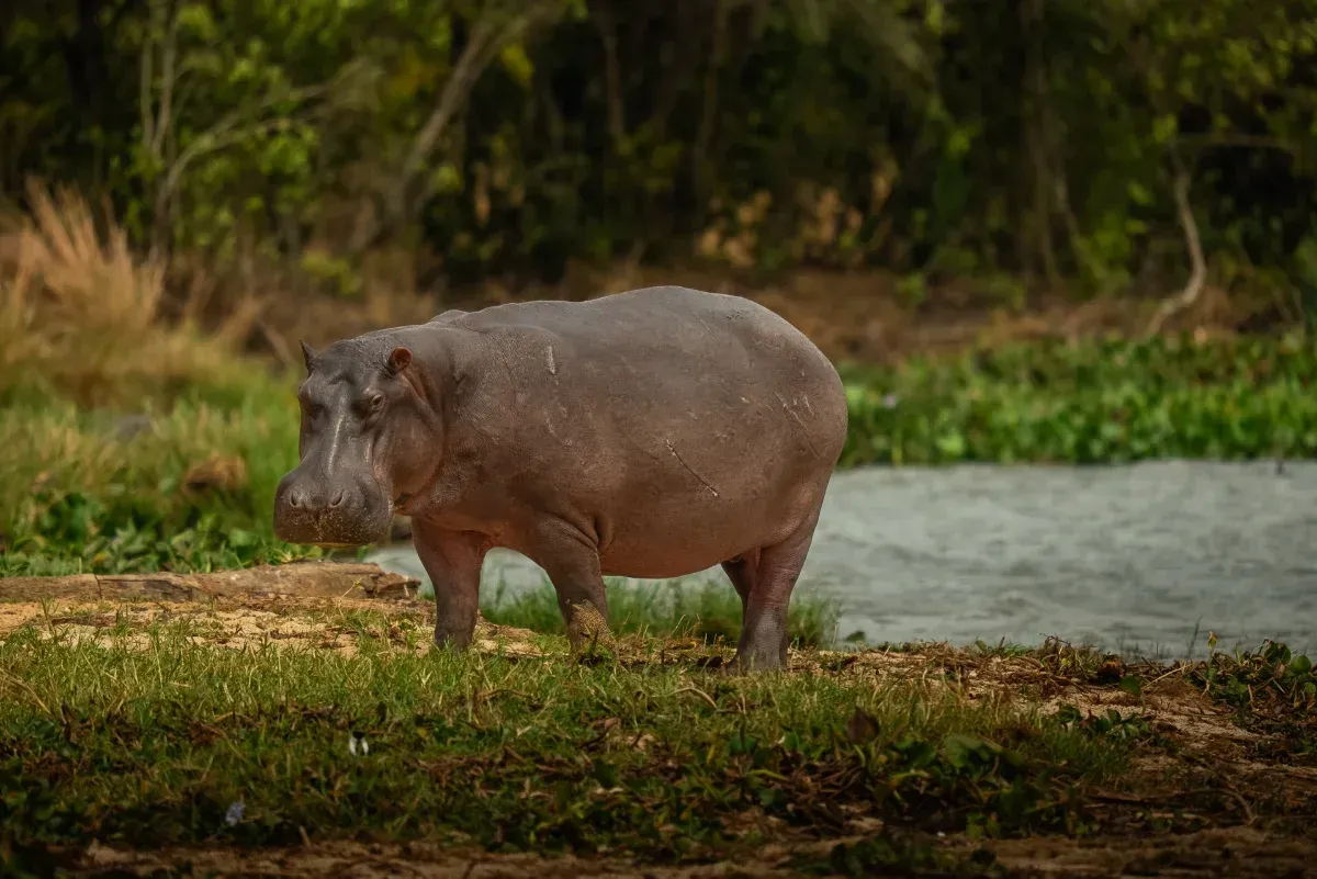 Bootssafari Victorianil