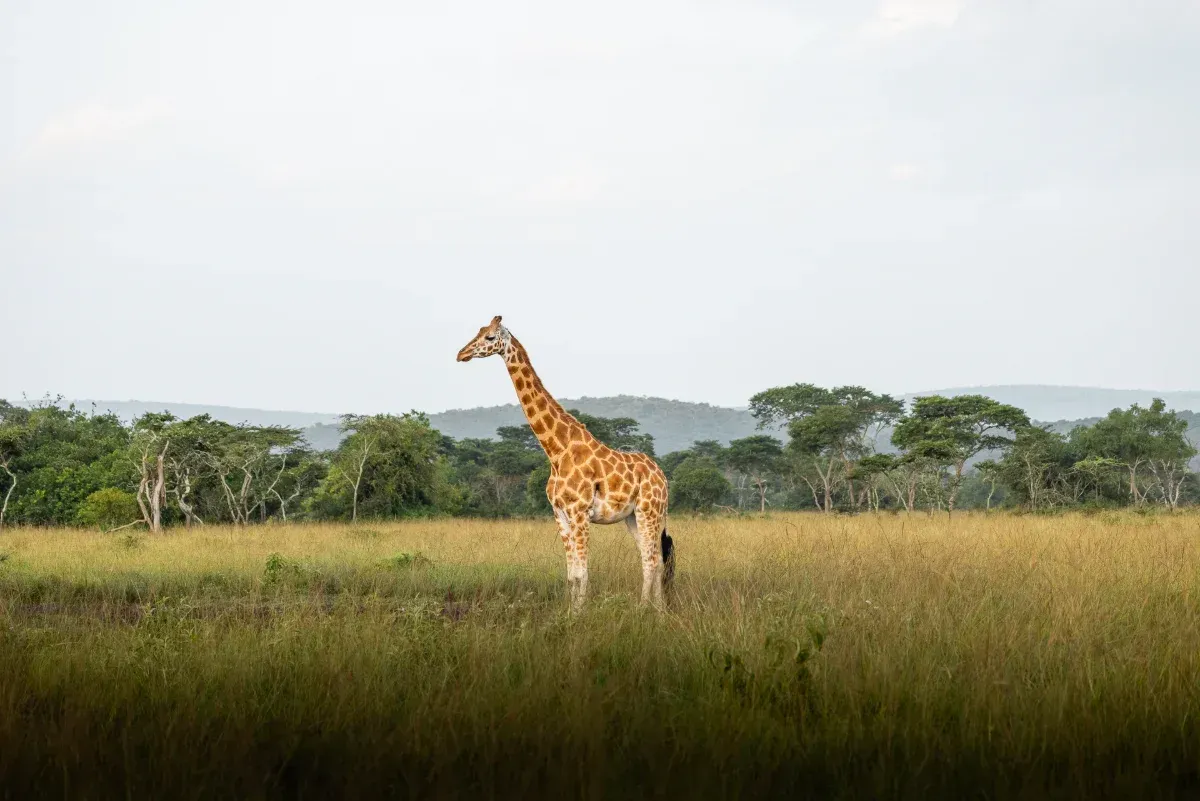 Rothschild-Giraffen auf Augenhöhe