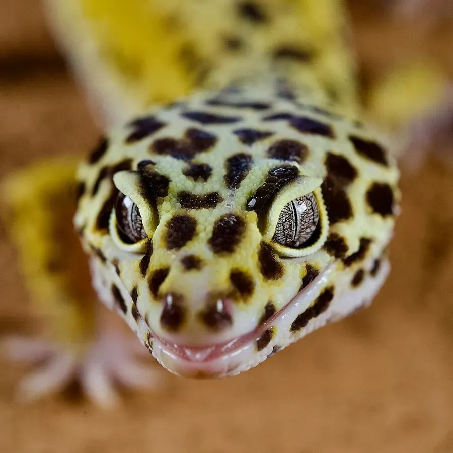 Living Desert Tour