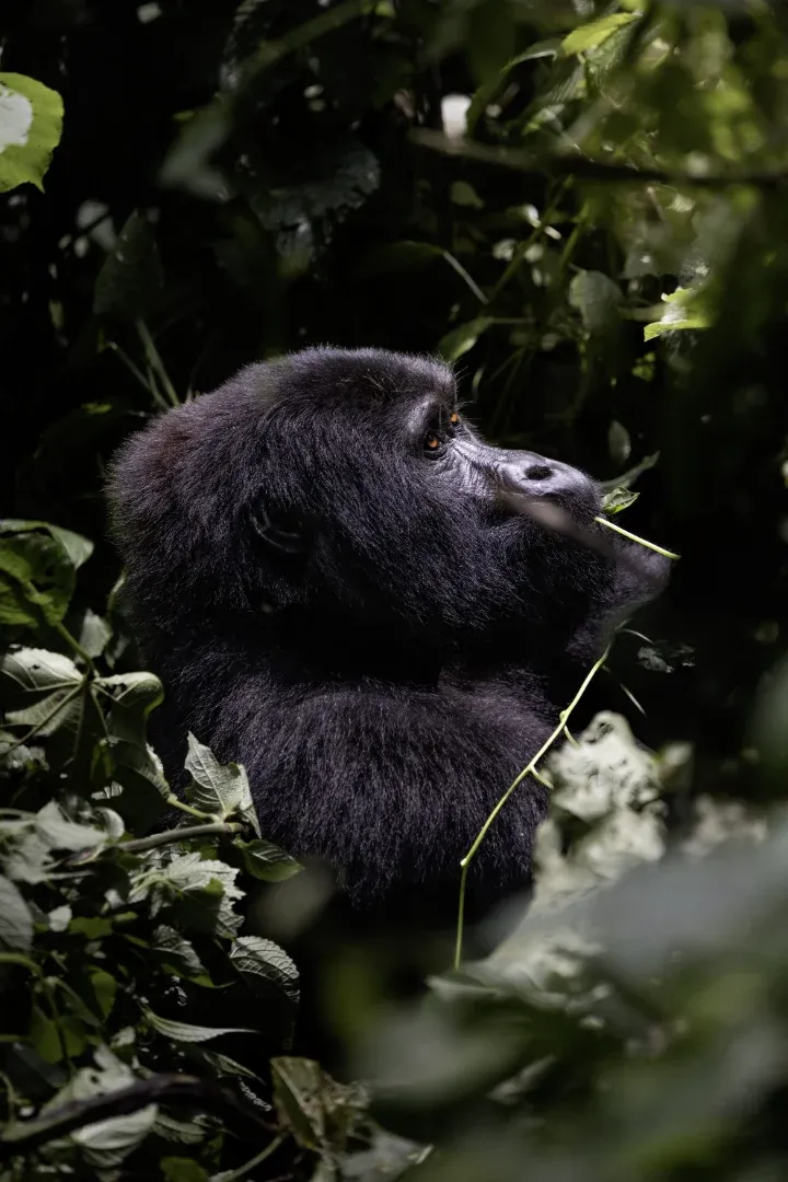 Gorilla-Trekking im Bwindi Forest