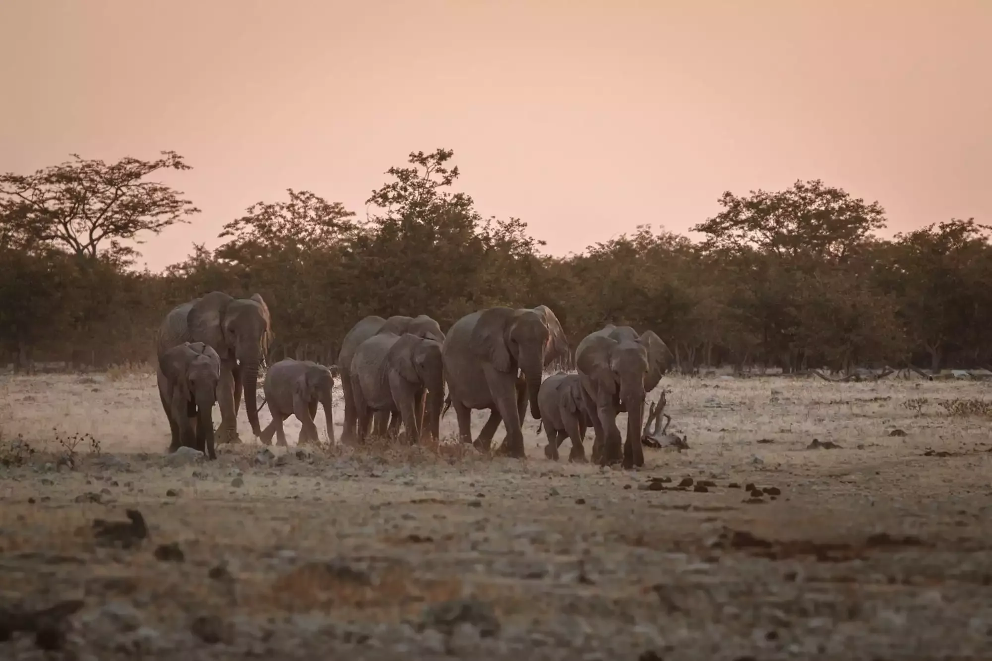 Safari im Etosha Nationalpark