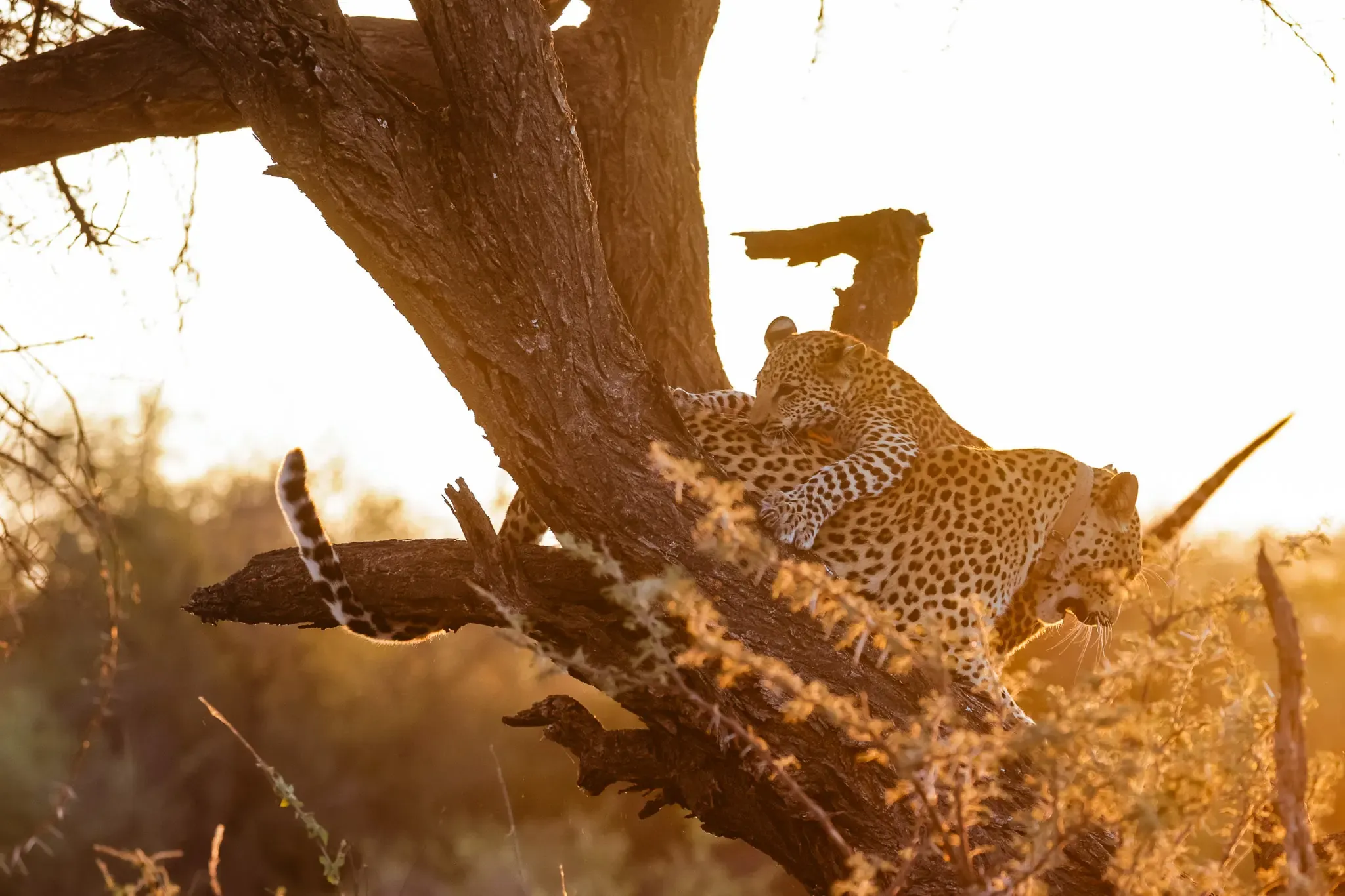 Auf der Spur der Leoparden