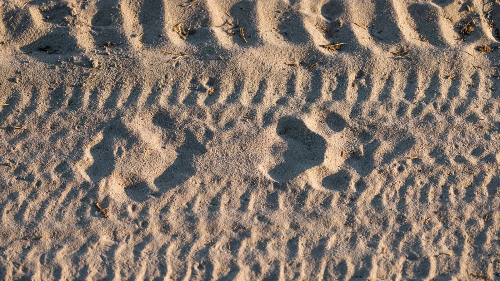 Löwenspuren im Sand der Kalahari
