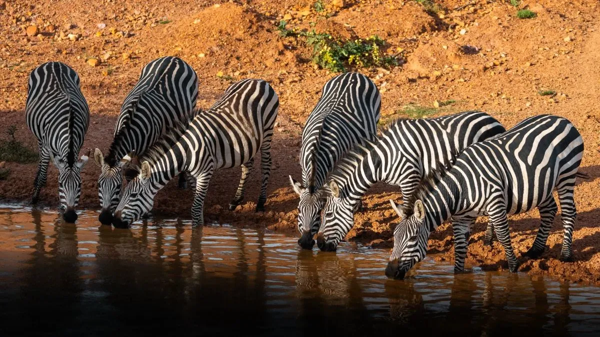 Zebras trinken am Wasserloch