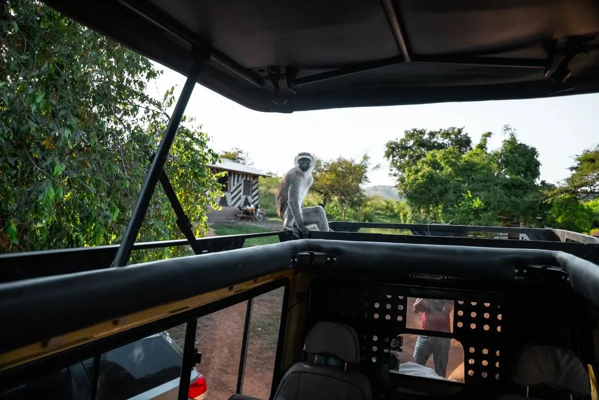 Meerkatze sitzt auf dem Dach des Safarifahrzeugs
