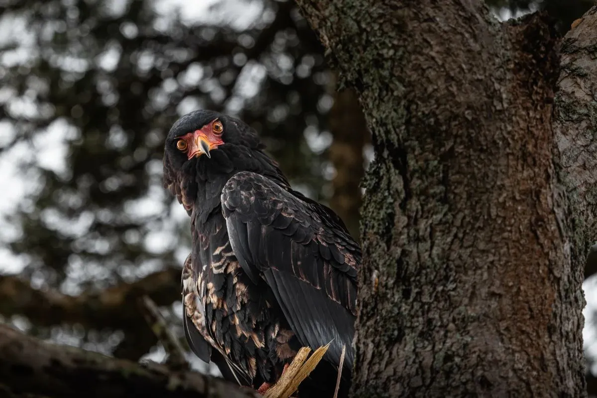 Greifvogel sitzt dicht am Stamm eines großen Baums