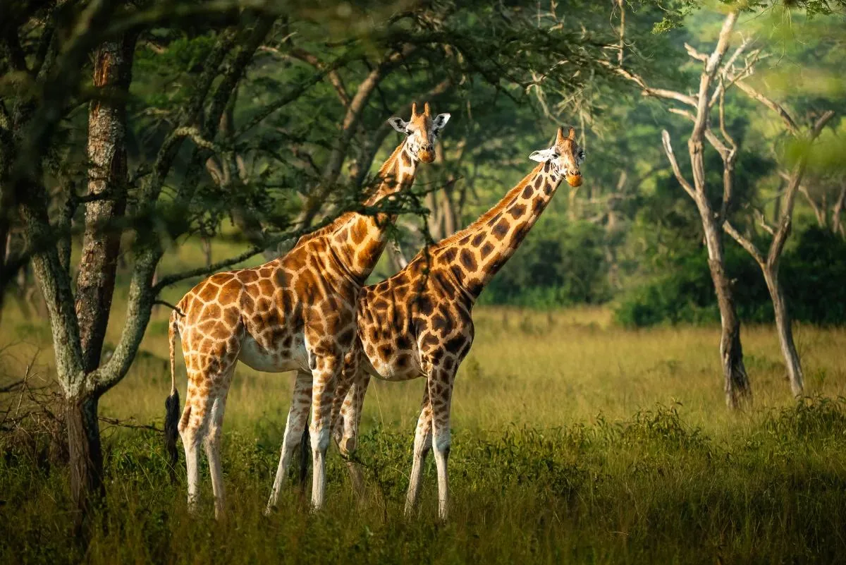 Drei Giraffen zwischen den Bäumen