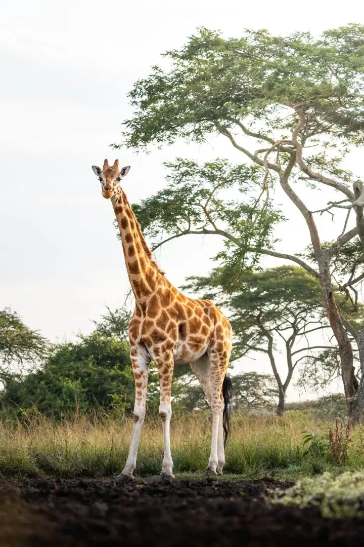 Giraffe unter einer Schirmakazie