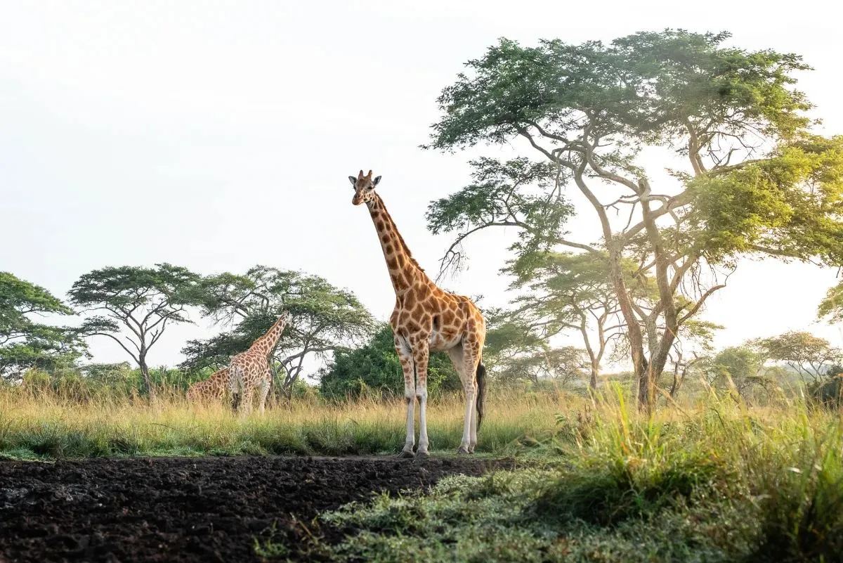Giraffen in der Savanne im weichen Morgenlicht