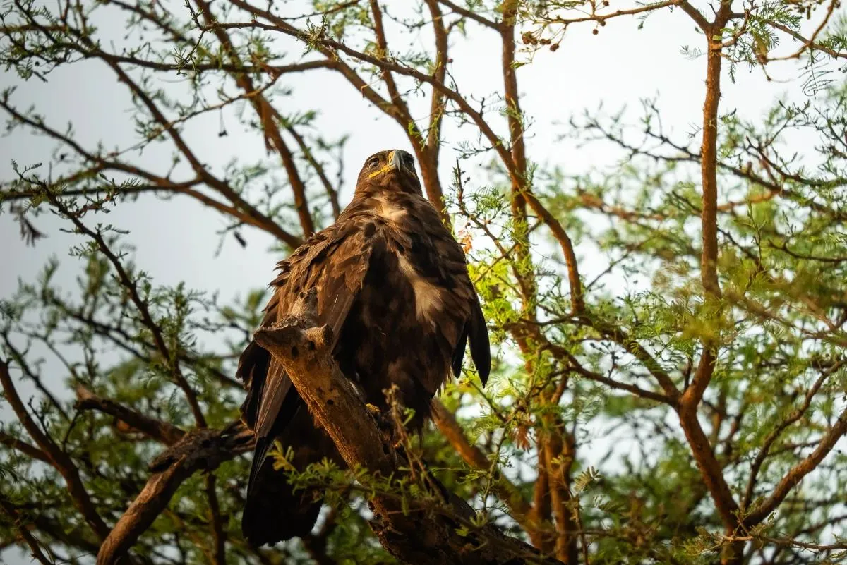 Greifvogel sitzt im Geäst einer Akazie