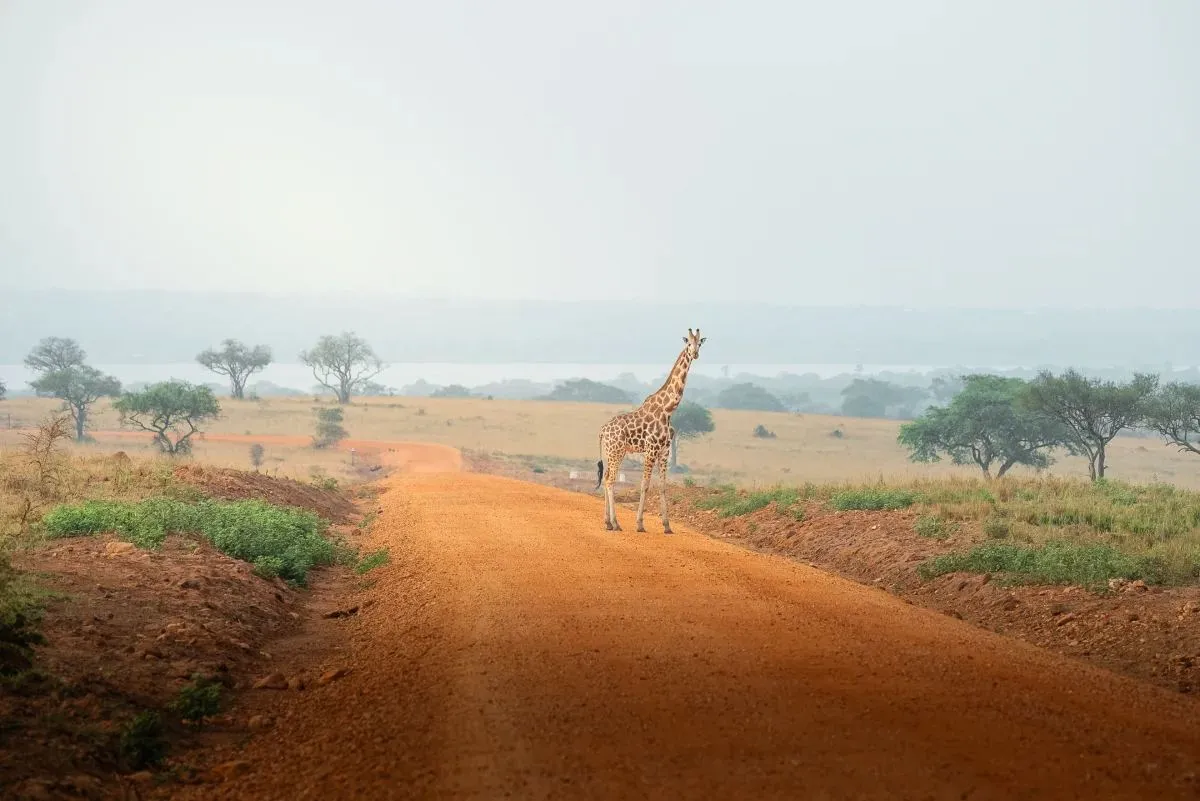 Giraffe steht auf der roten Piste, dahinter die weite Savanne