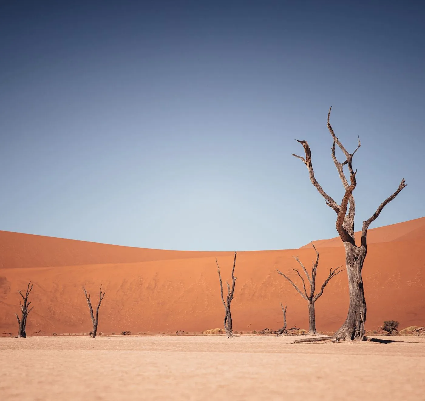 Abgestorbene Bäume vor der Dünenwand unter blauem Himmel