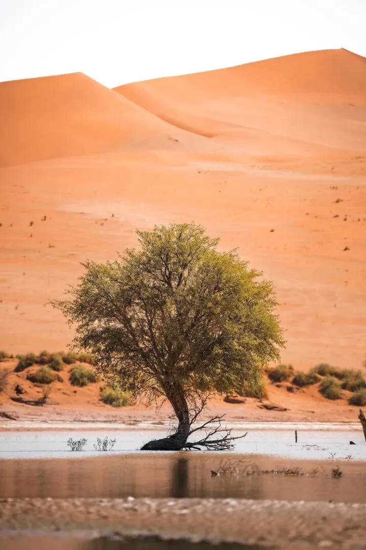 Einzelner grüner Baum vor der orangefarbenen Dünenwand