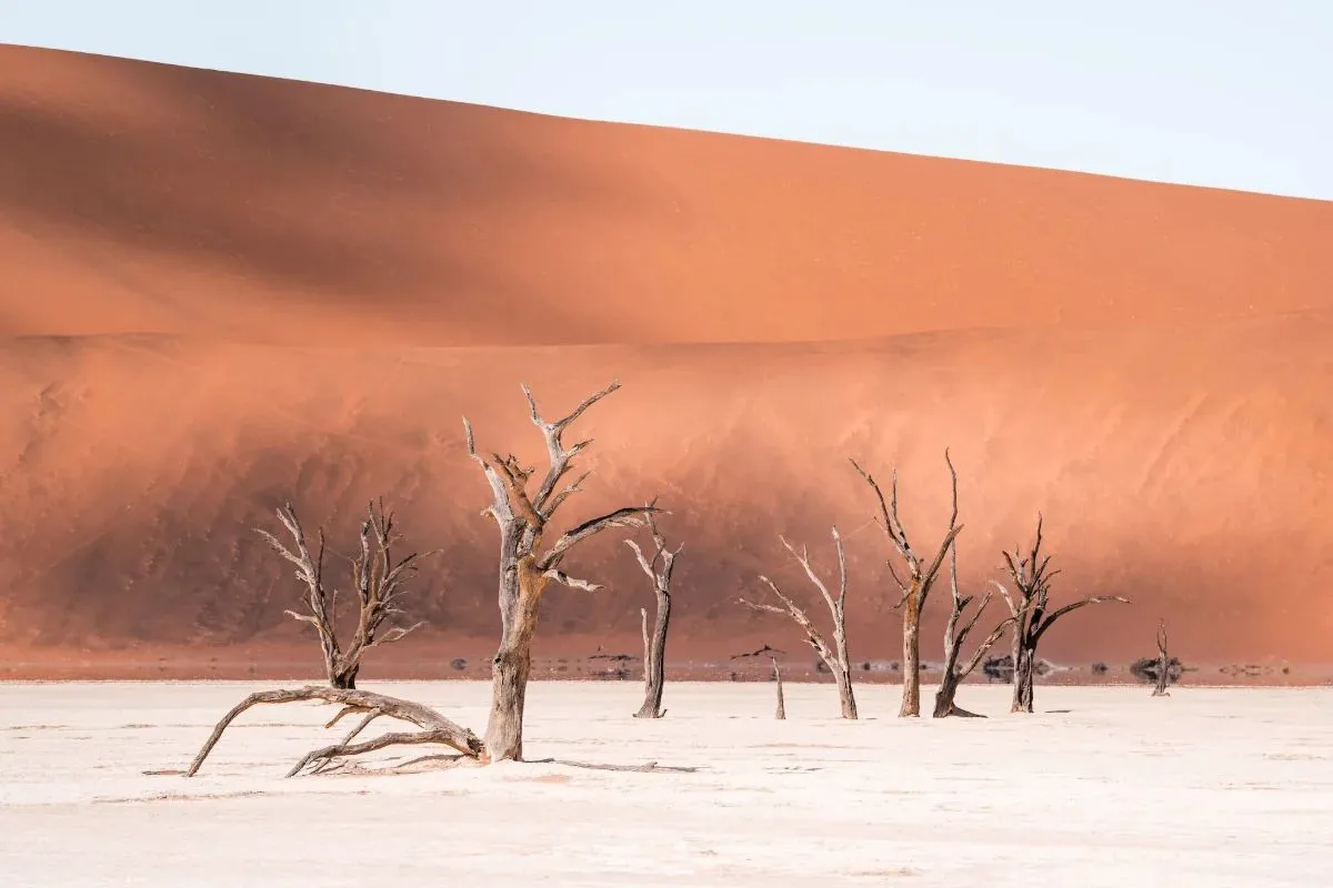 Abgestorbene Bäume auf der weißen Lehmpfanne des Deadvlei
