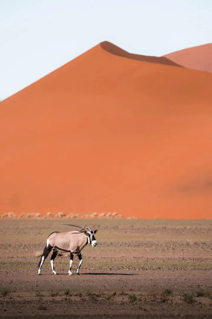 Oryx zieht vor der roten Düne durch die Ebene